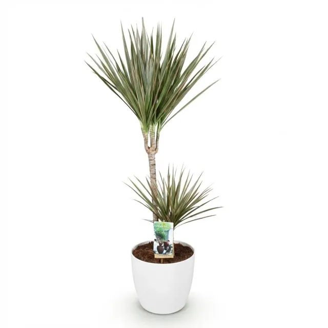 Plant and Stories Dracaena Marginata Bicolor dragonnier 21cm bordeaux