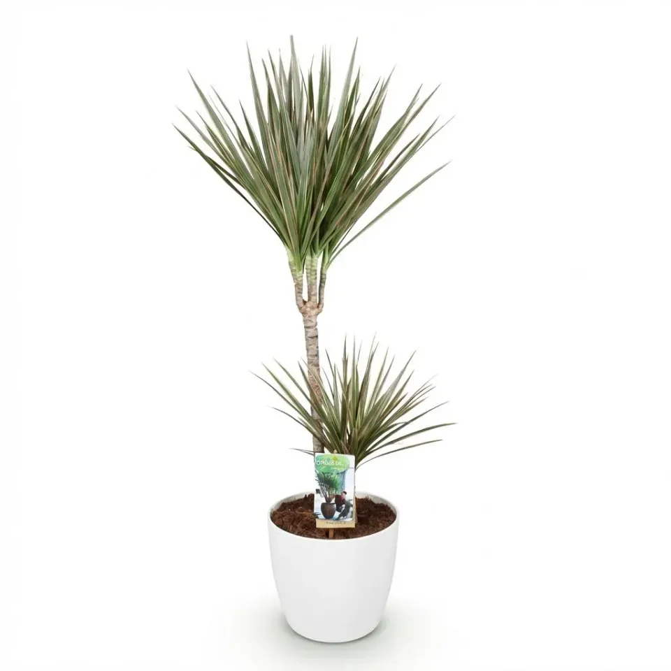 Plant and Stories Dracaena Marginata Bicolor dragonnier 21cm bordeaux