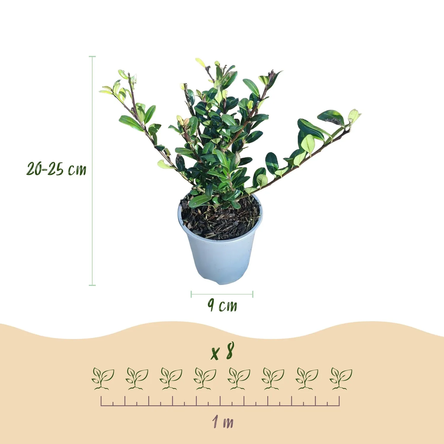 Plant and Stories Houx Caroline Upright haie 8 plants pot 9 cm