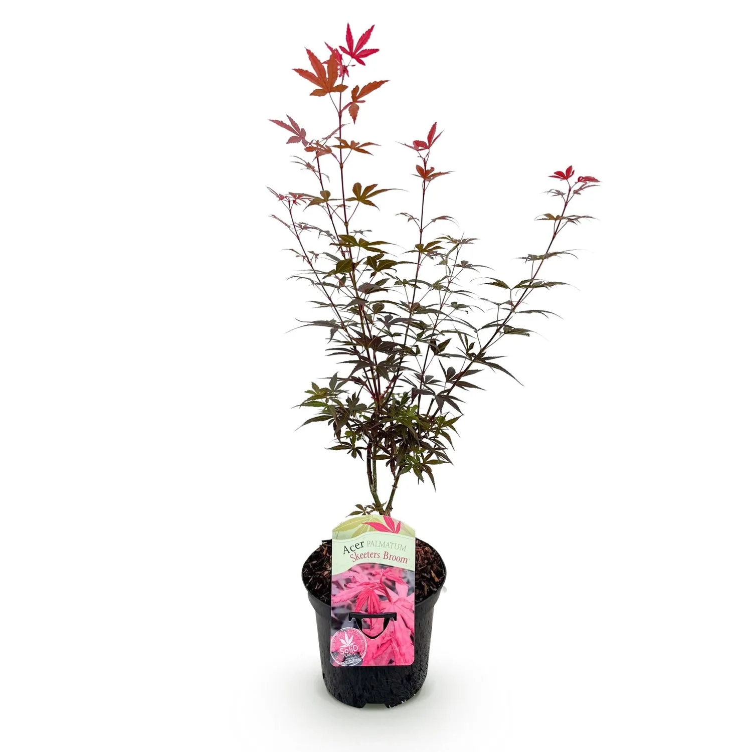 Plant and Stories Érable Skeeter's Broom arbuste pot 19 cm pourpre