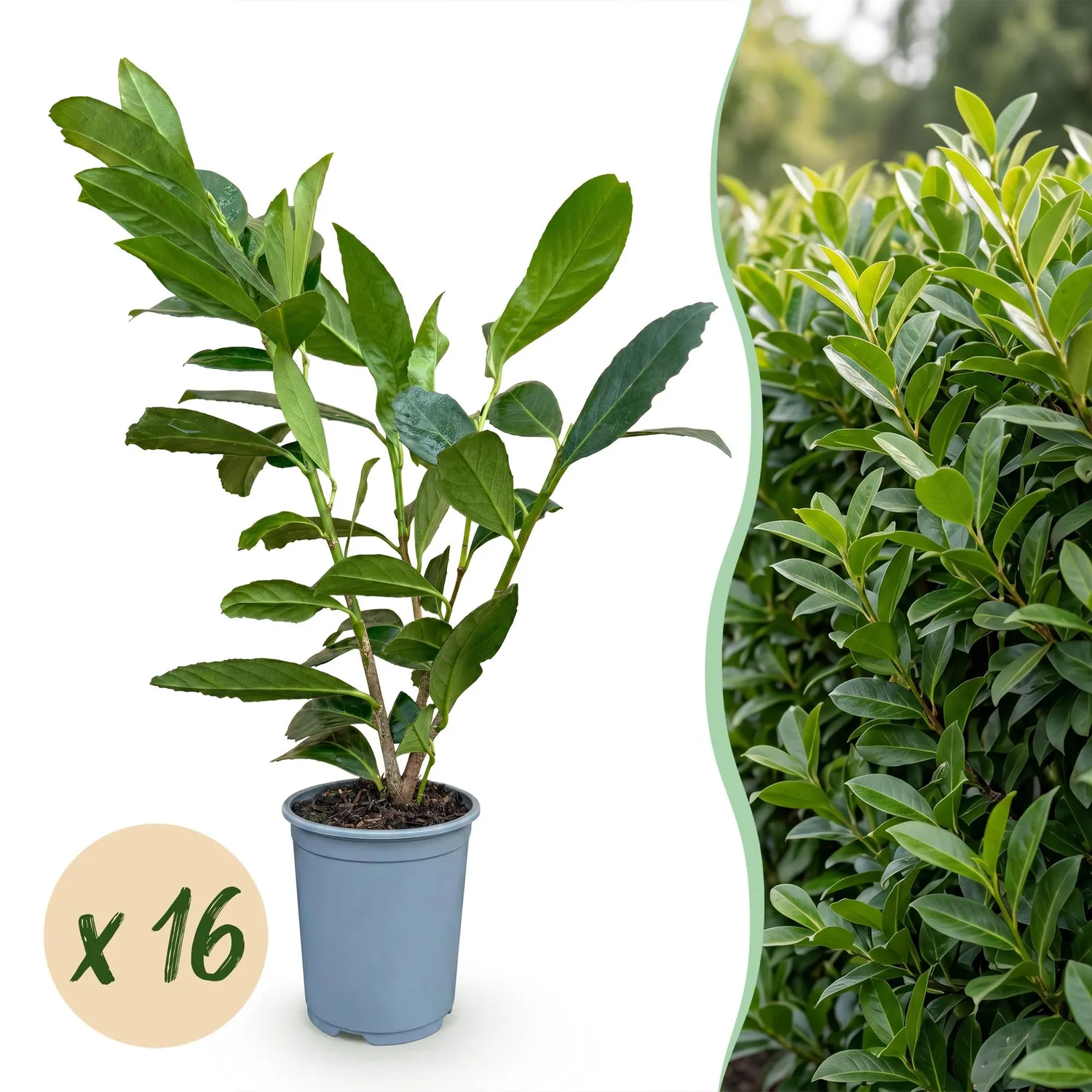 Plant and Stories Laurier Caucasica haie 8 plants persistant