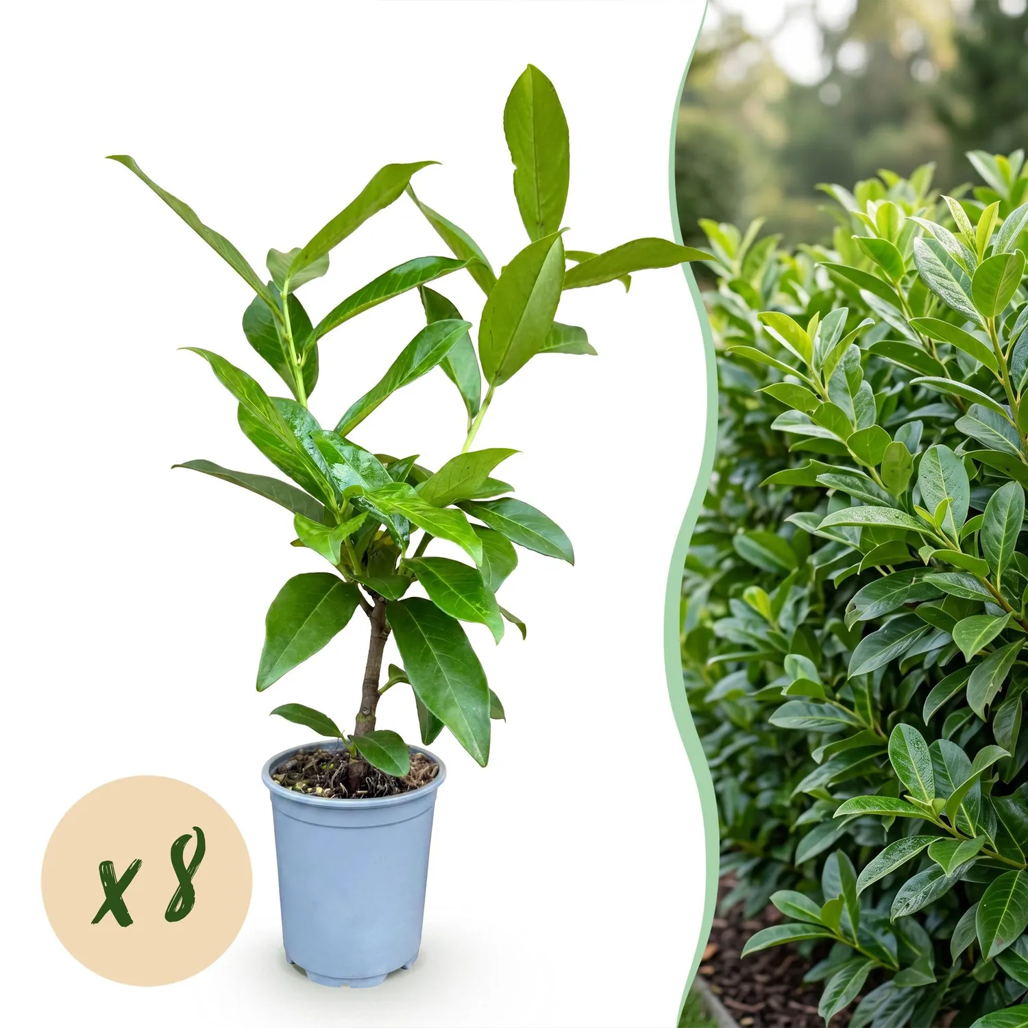 Plant and Stories Laurier Novita haie persistante 8 plants 9cm