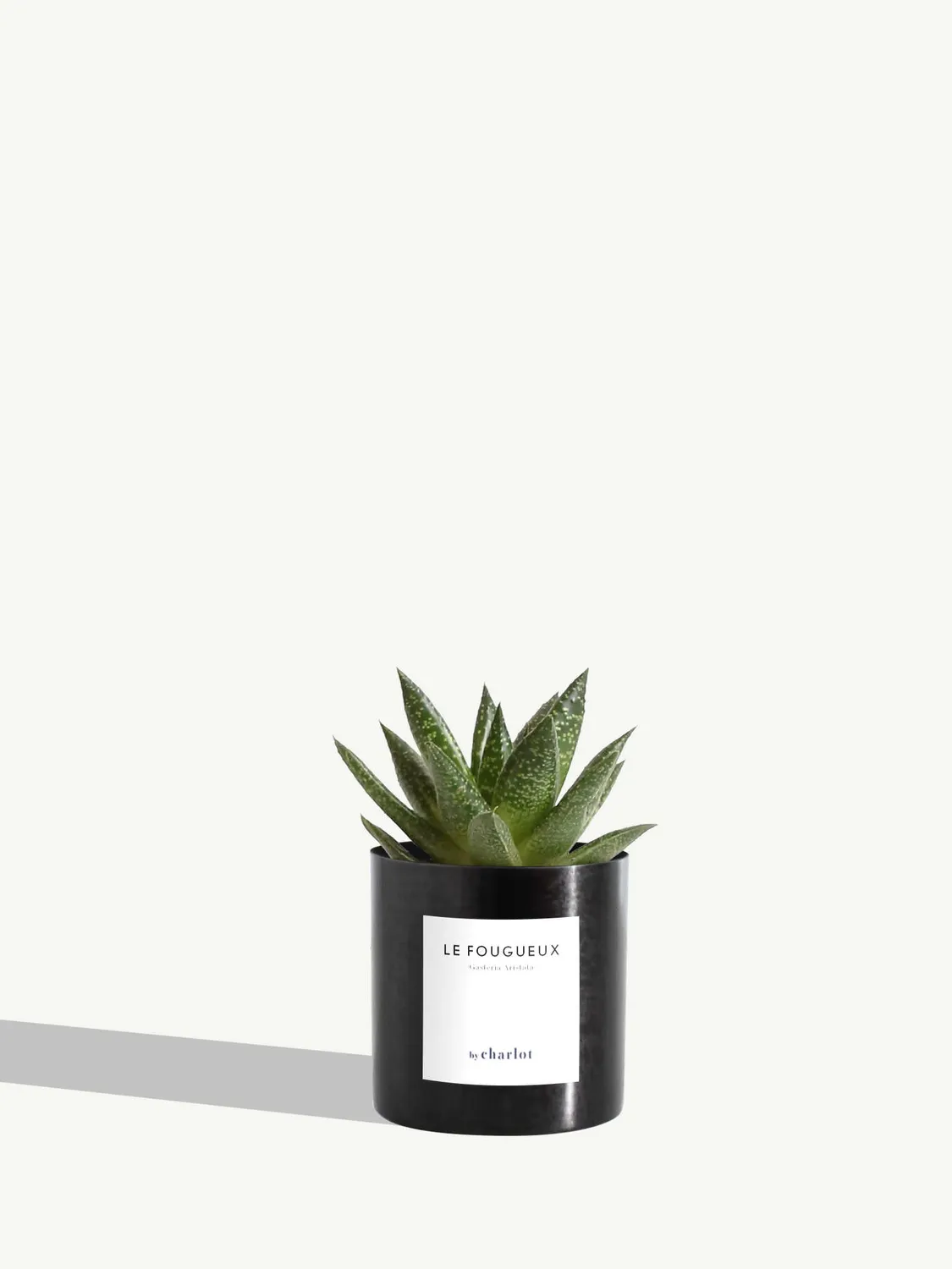 By Charlot Le Fougueux mini plante XS succulente