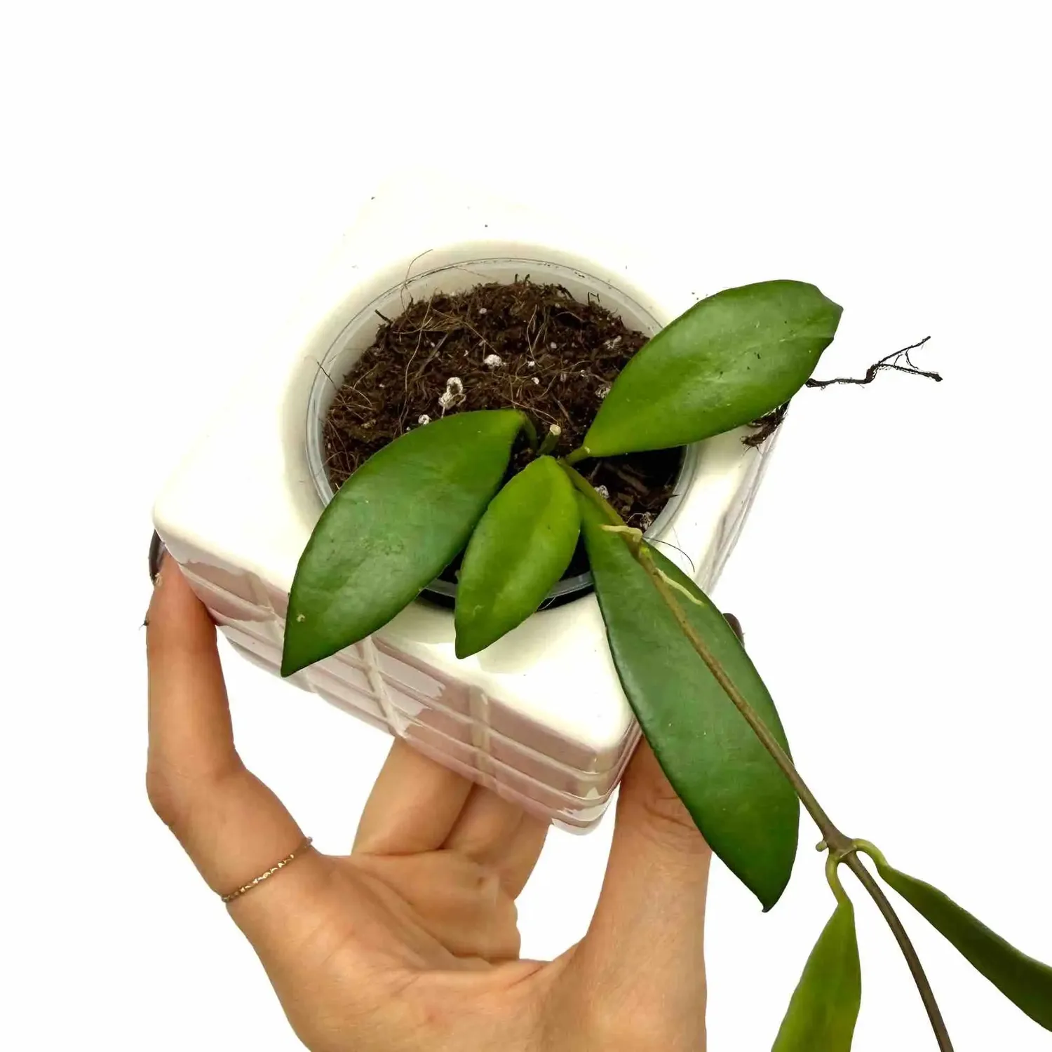 Plant and Stories Hoya Noona liane pot 6cm feuilles veloutées