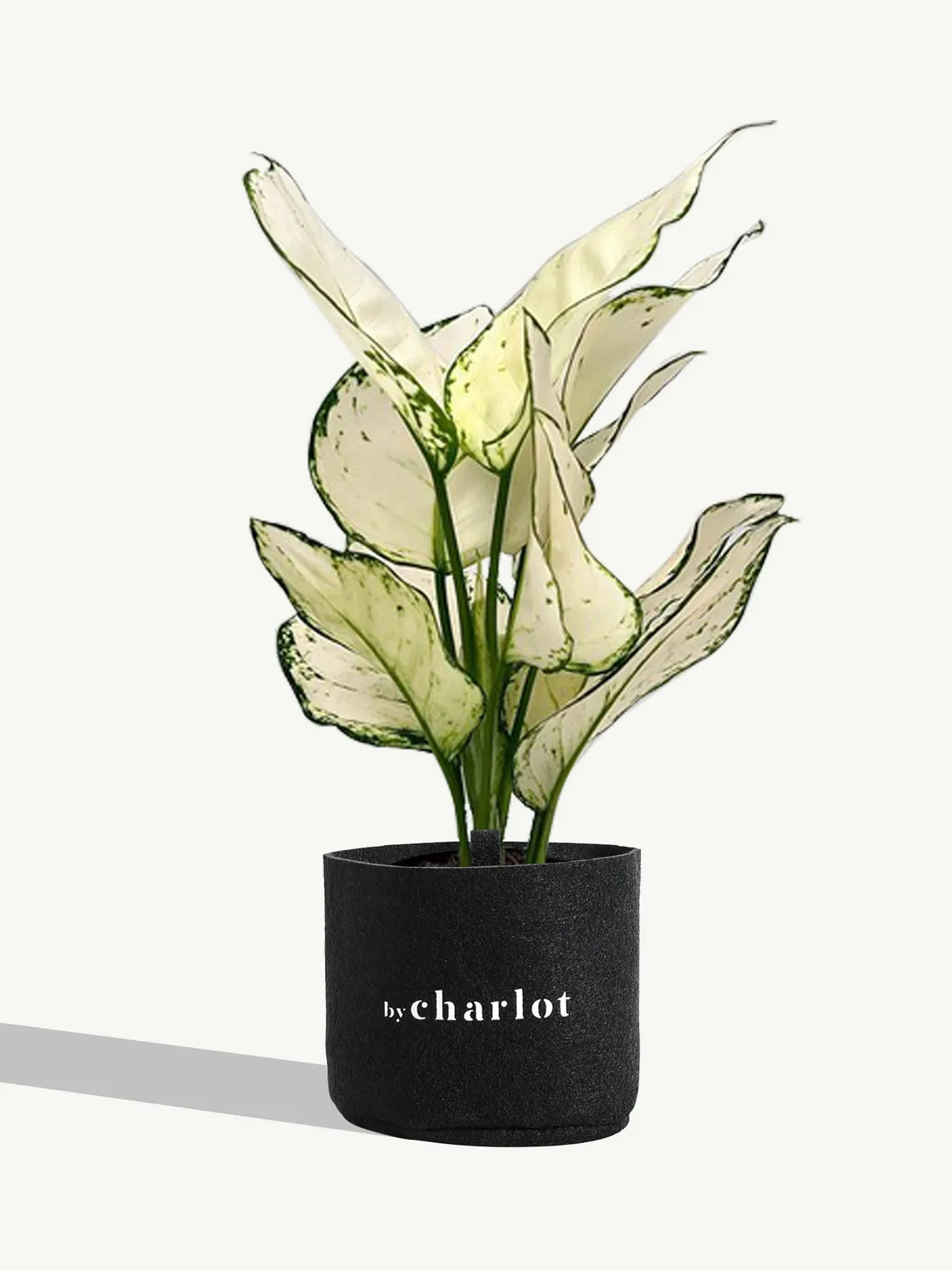 By Charlot L'Admirable plante Aglaonema White Joy 35 cm
