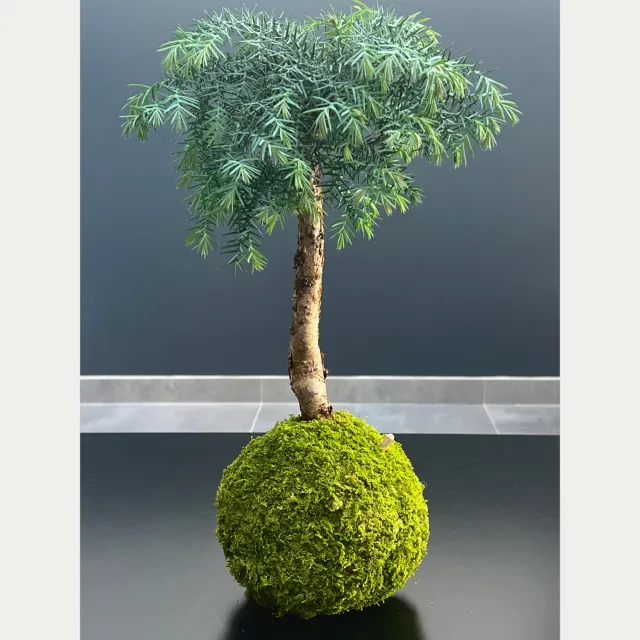 Oh My Green Araucaria Cunninghamii kokedama taille M