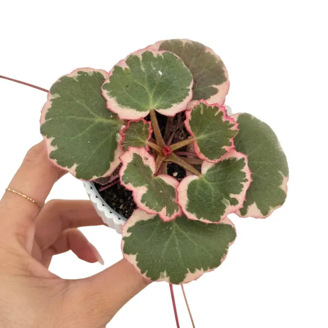Plant and Stories saxifrage Stolonifera plante pot 6 cm