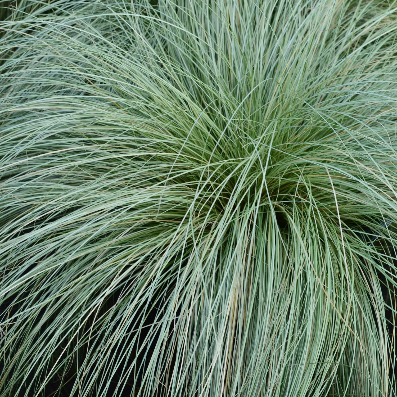 Plant and Stories Carex Frosted Curls laîche pot 17 cm ombre