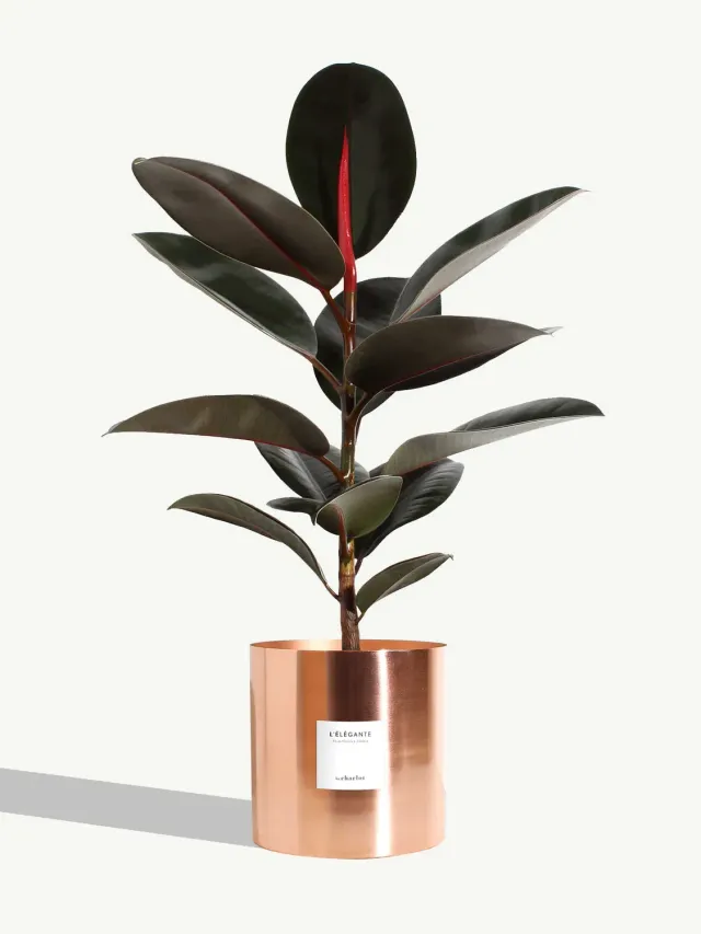 By Charlot L’Élégante plante très grande cuivre