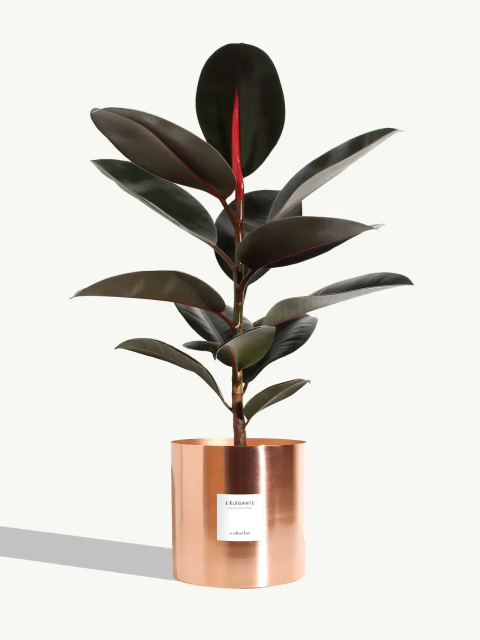 By Charlot L’Élégante plante très grande cuivre