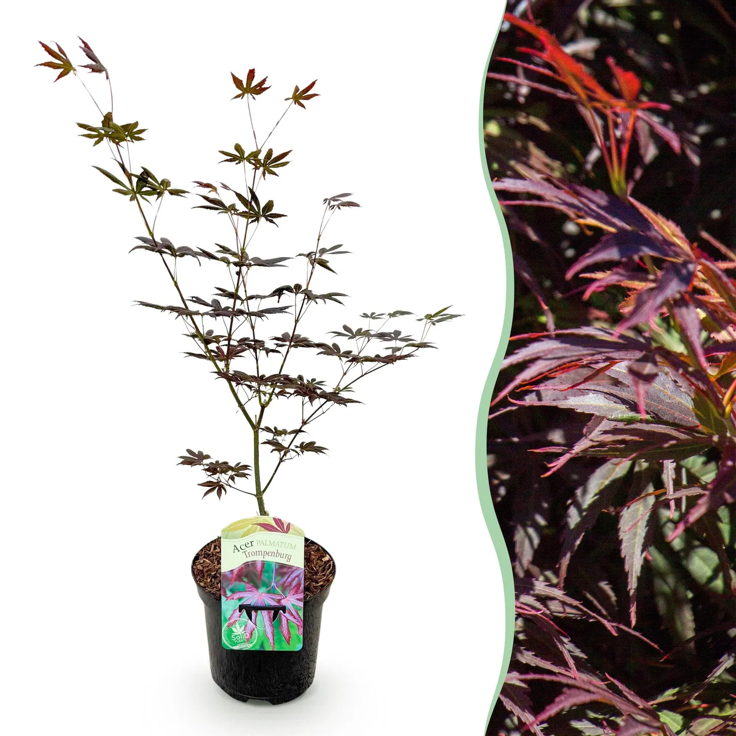 PLANT AND STORIES Érable Japon Trompenburg arbre pot 19 cm rustique
