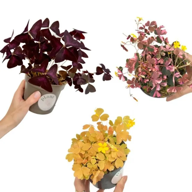 Plant and Stories Trio Oxalis intérieur 3 variétés pot 12 cm