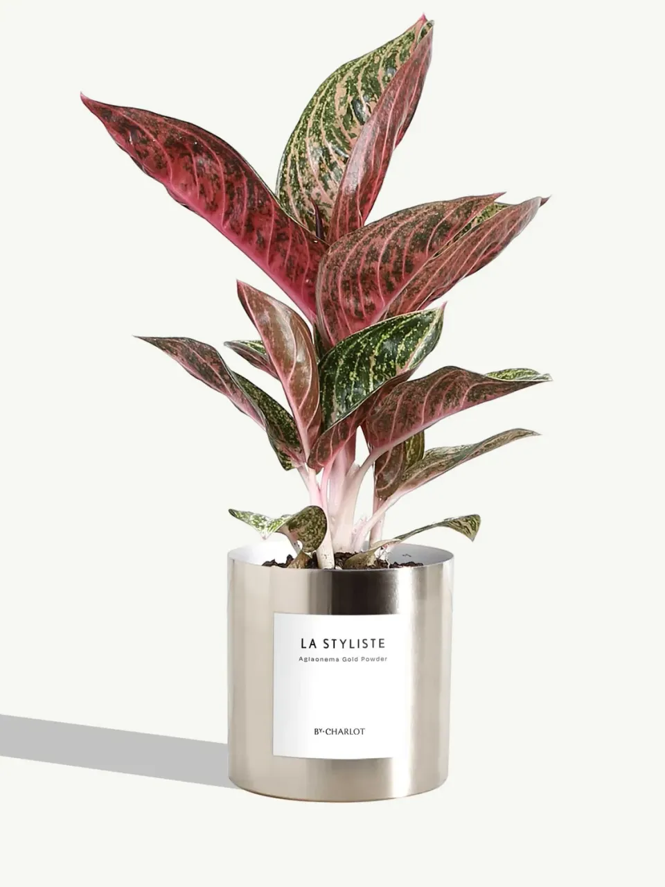 By Charlot La Styliste plante verte facile d'entretien