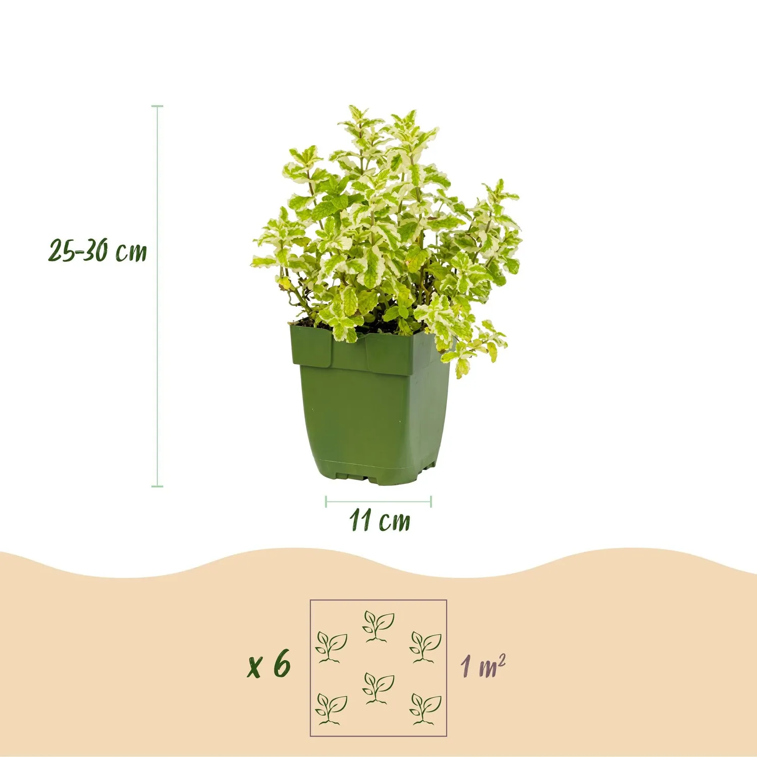 PLANT AND STORIES Vivaces aromatiques tisanes lot 6 plants pot 11 cm
