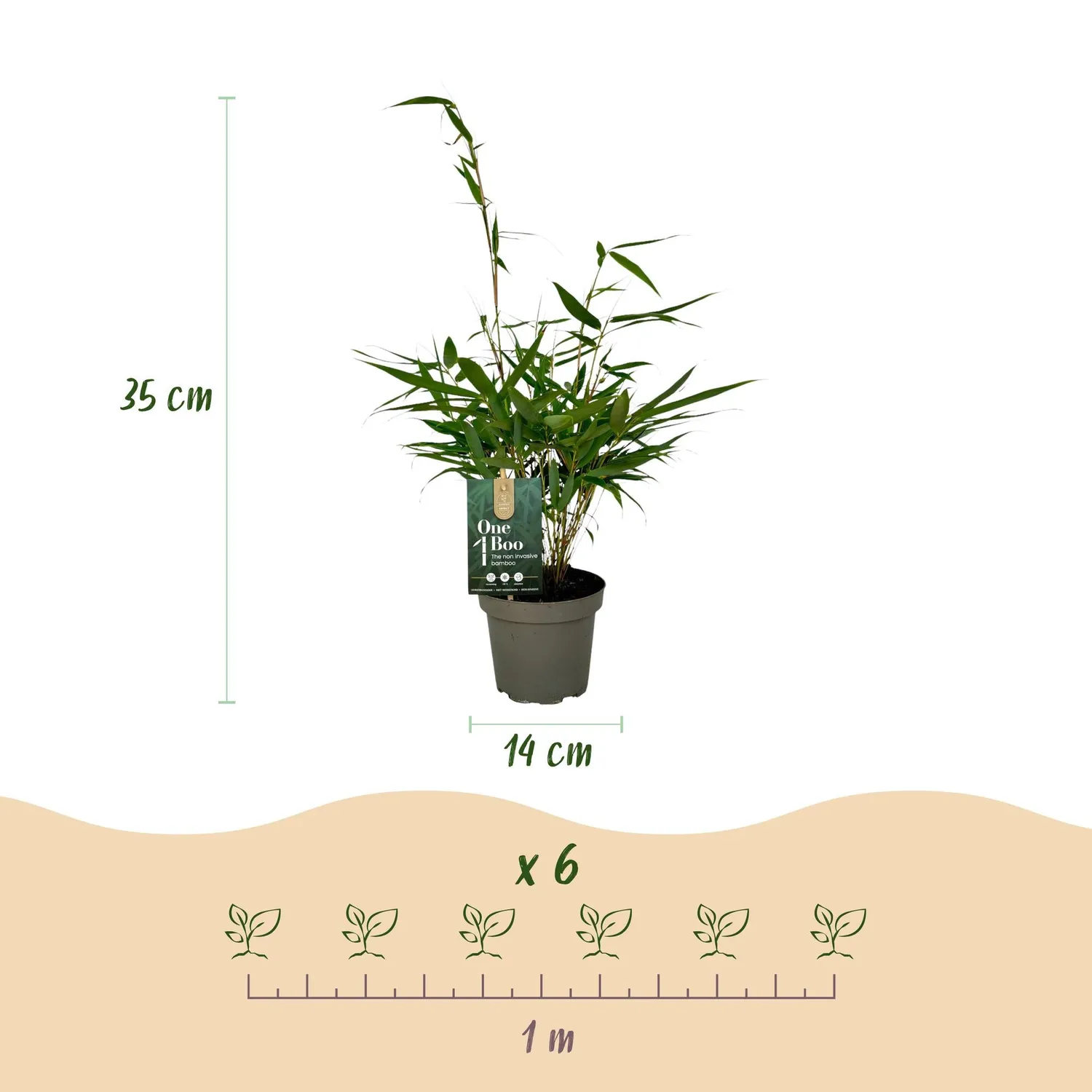 Plant and Stories Fargesia Pingwu bambou pot 14cm 2 plants