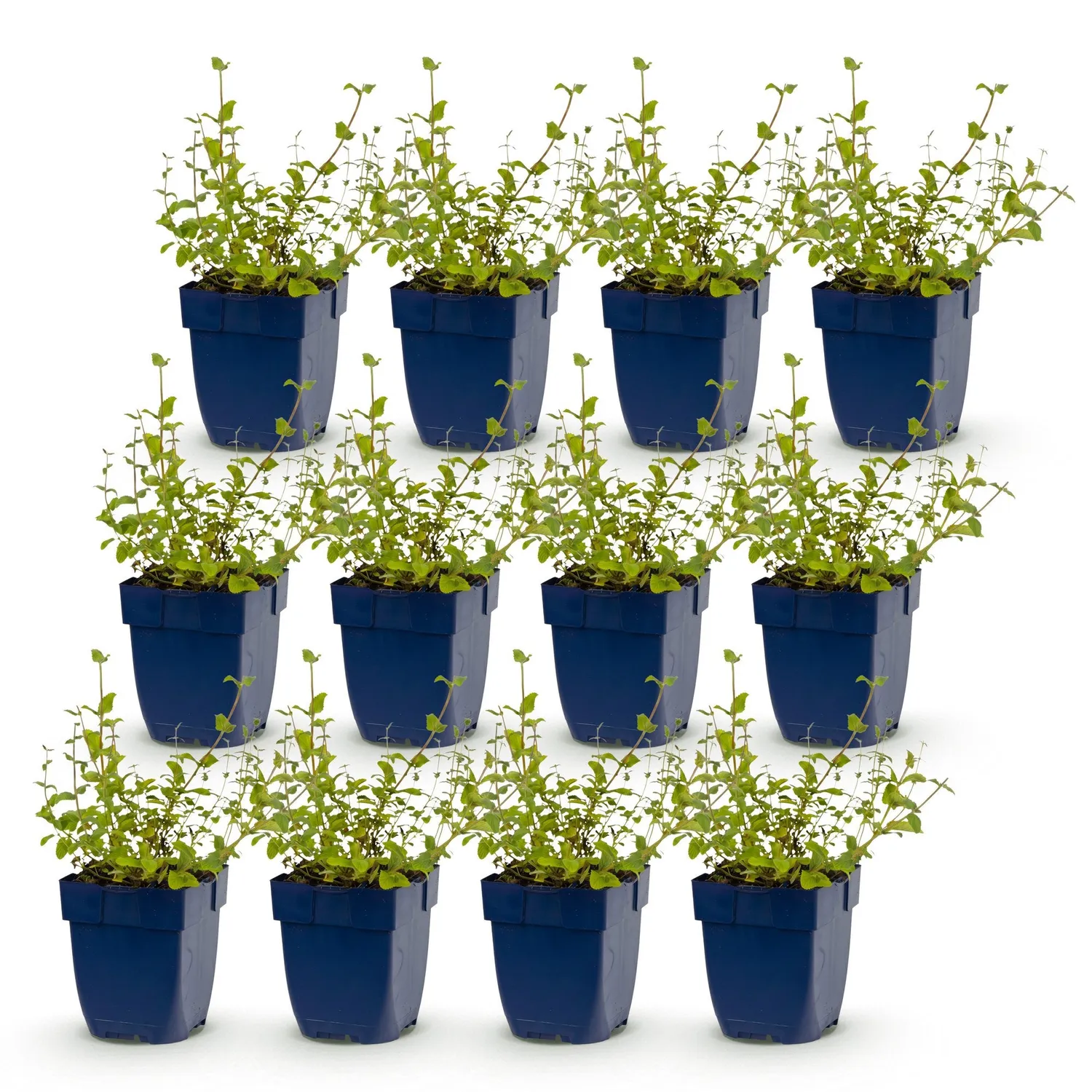Plant and Stories Nepeta Grog népéta vivace pot 11 cm 1 plant