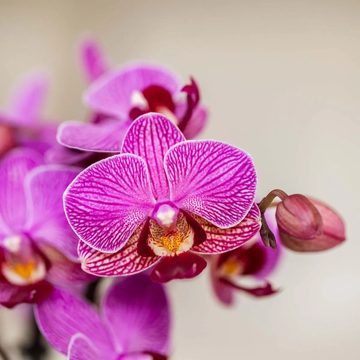 Plant and Stories Phalaenopsis Vienna orchidée pot 9 cm violette