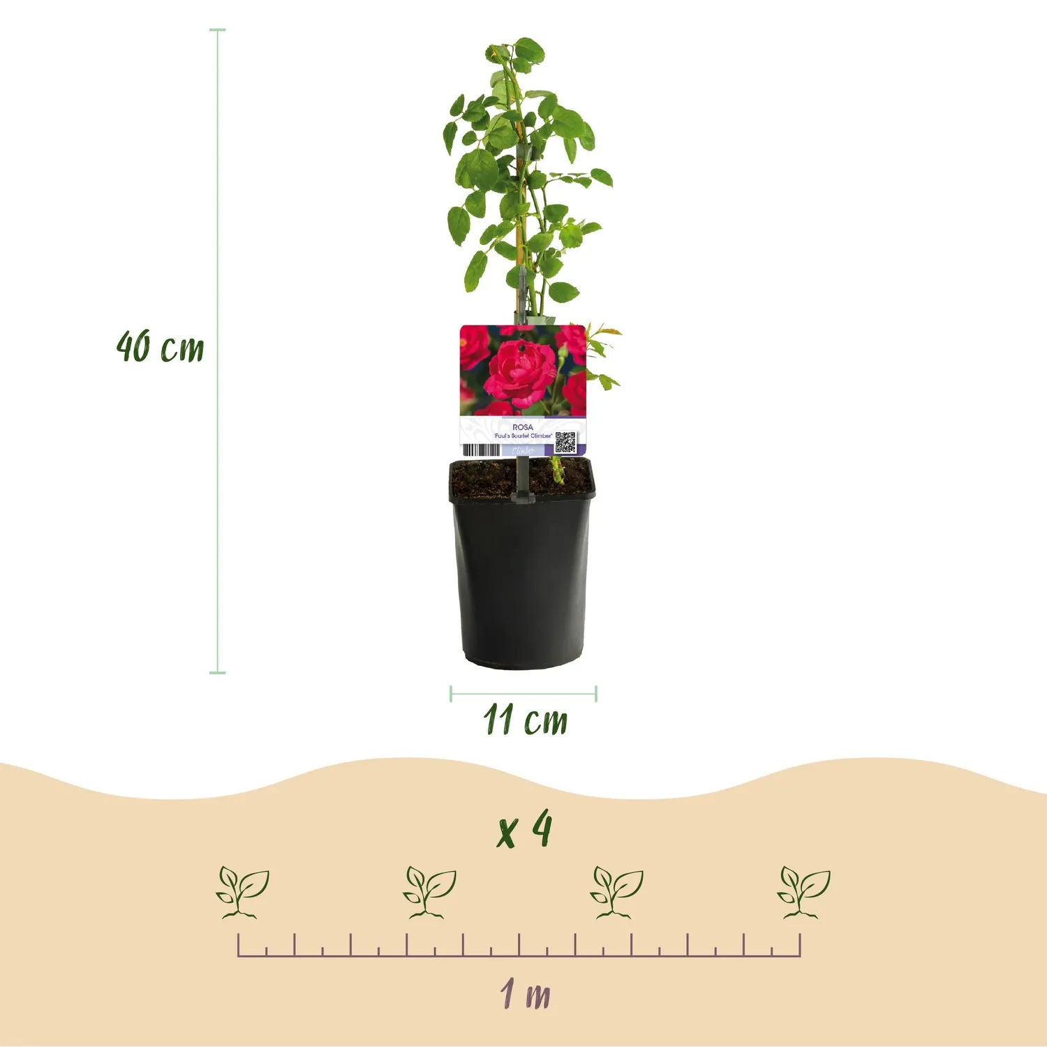 Plant and Stories Rosier Paul Scarlet grimpant rouge pot 11cm lot 2