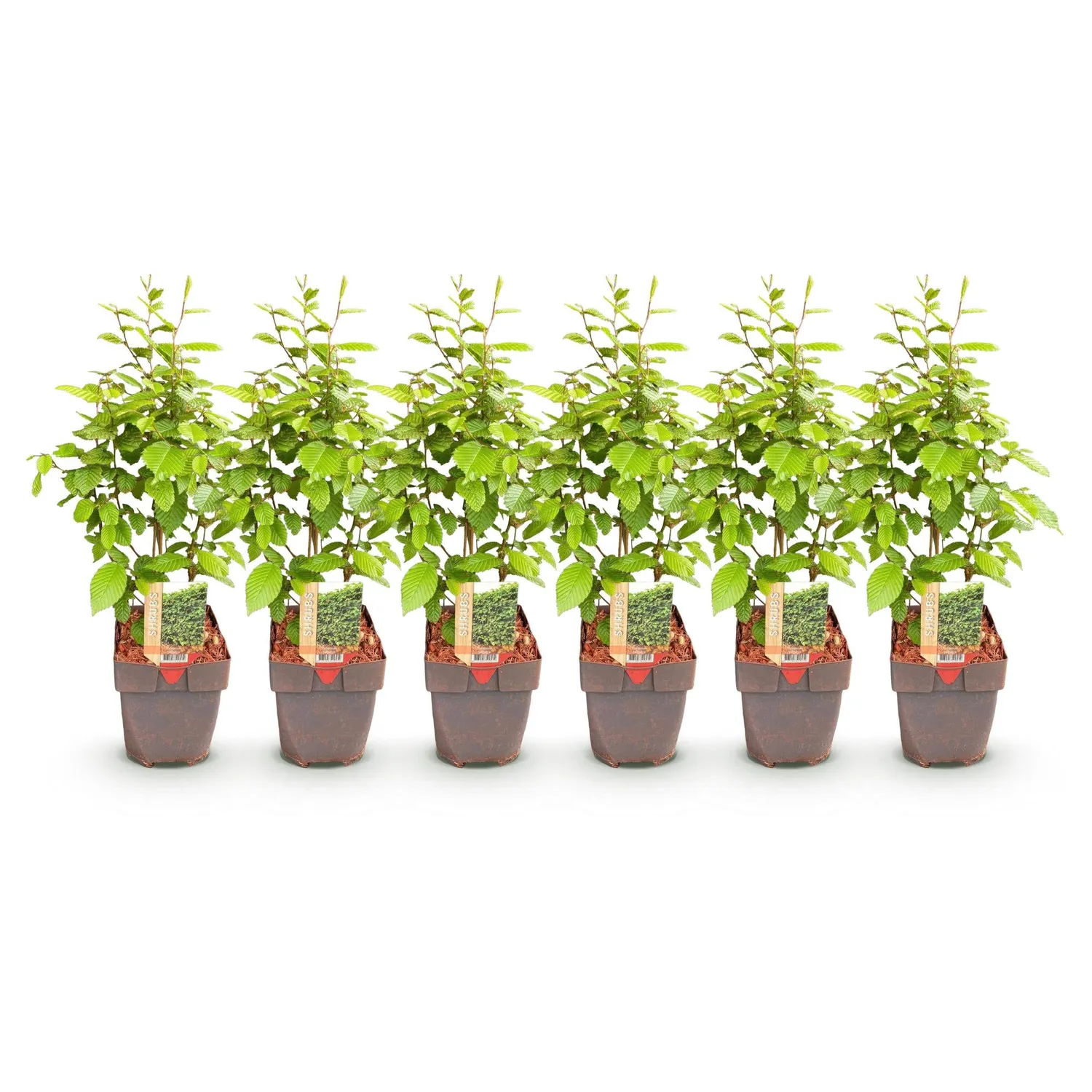 Plant and Stories charme Carpinus betulus haie 6 plants