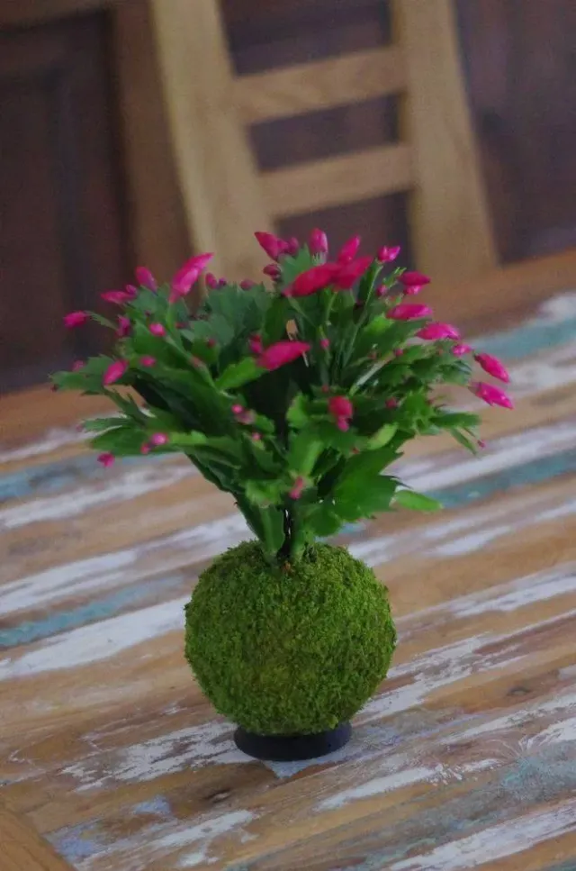 AQUAPHYTE Pantanal Ni kokedama cactus de Noël