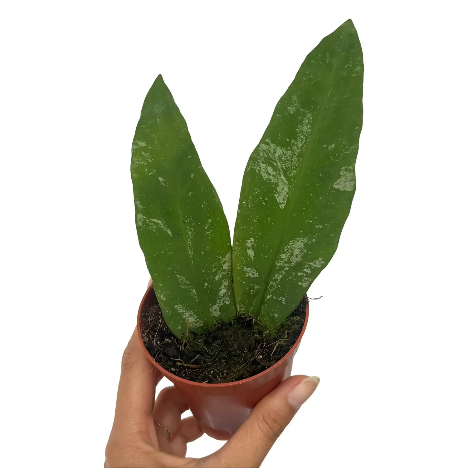 Plant and Stories Kaikoana Splash hoya plante 8 cm argenté