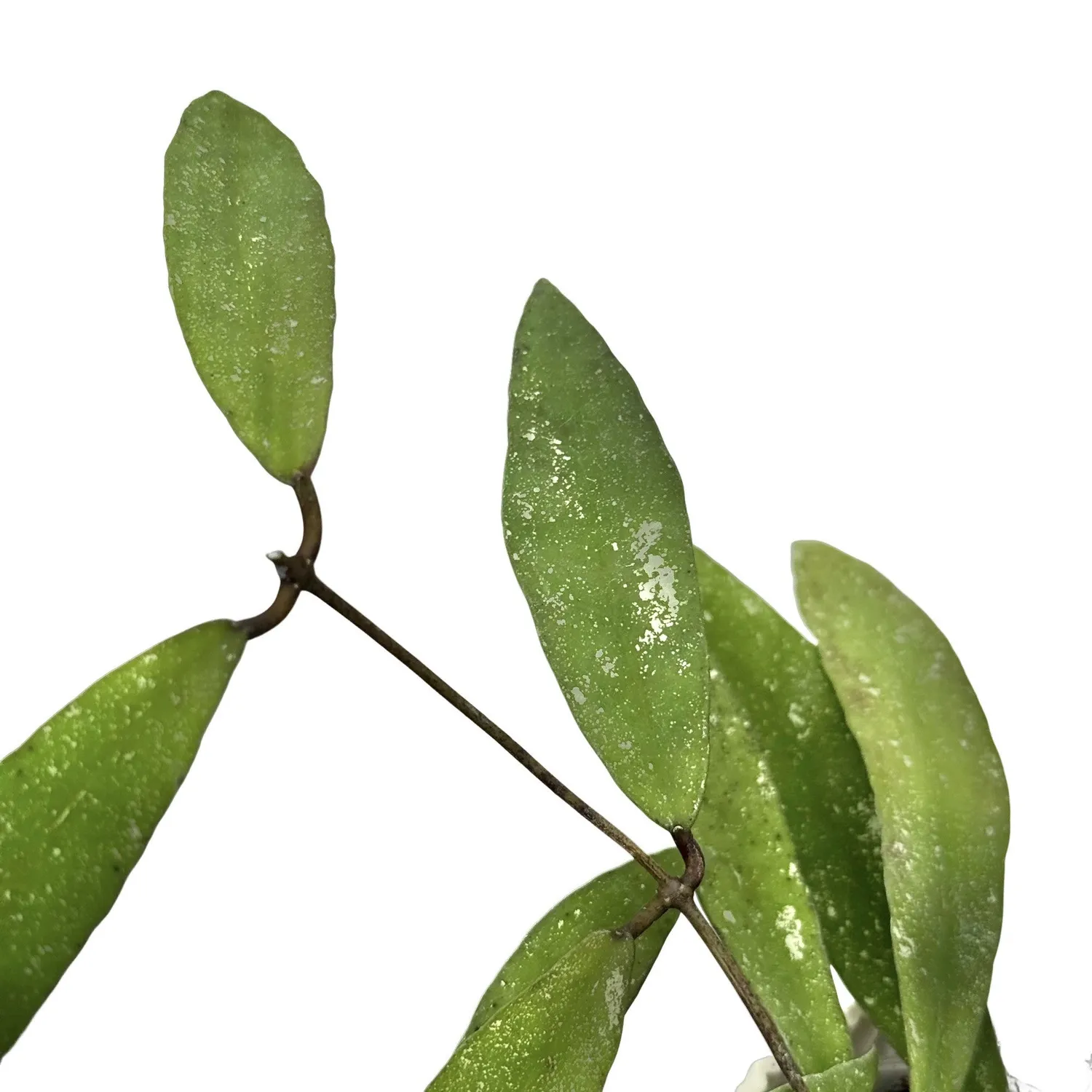 Plant and Stories Hoya Scortechinii UT001 plante fleur rose
