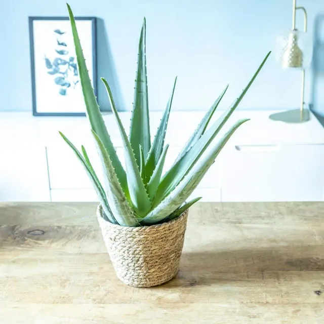 Réconciliation Végétale Axel Aloe Vera plante grasse pot D14