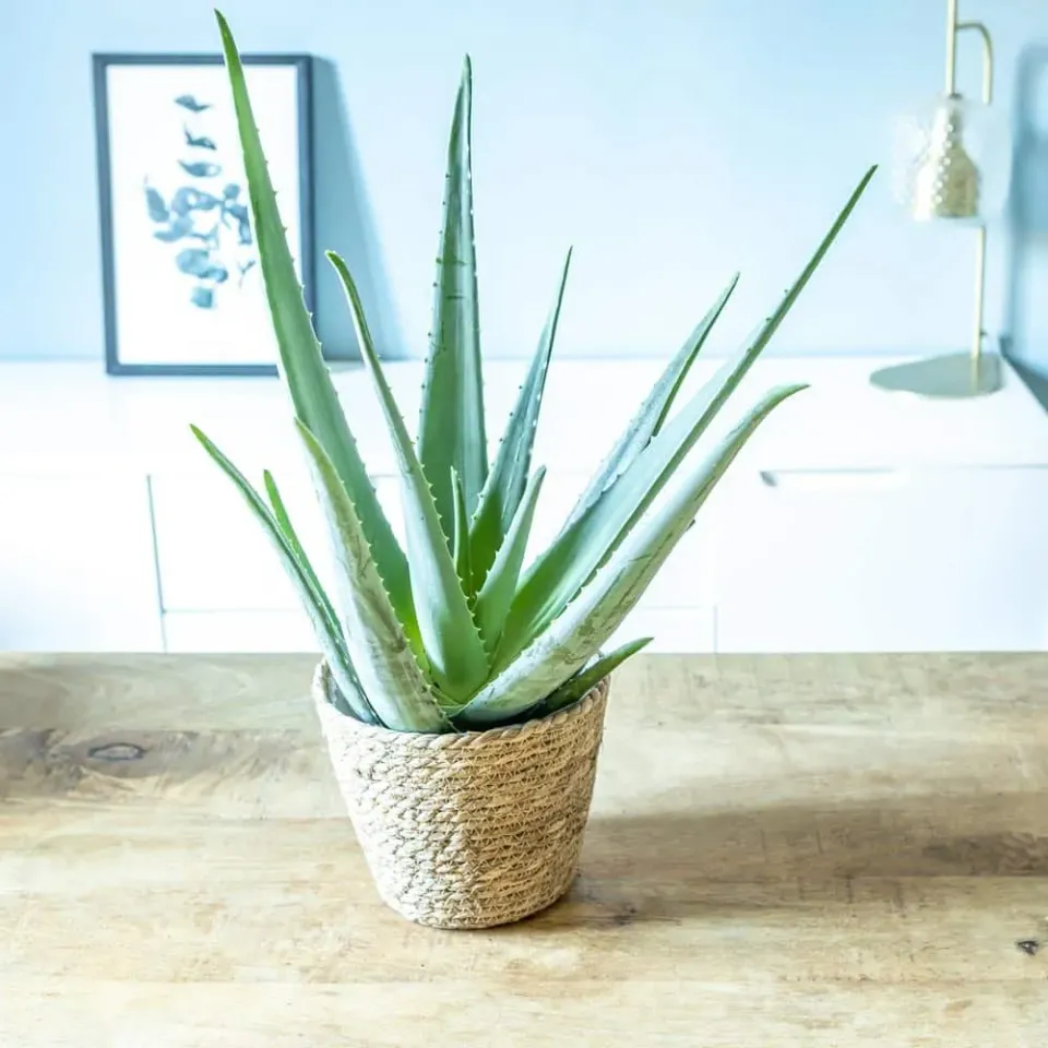 Réconciliation Végétale Axel Aloe Vera plante grasse pot D14
