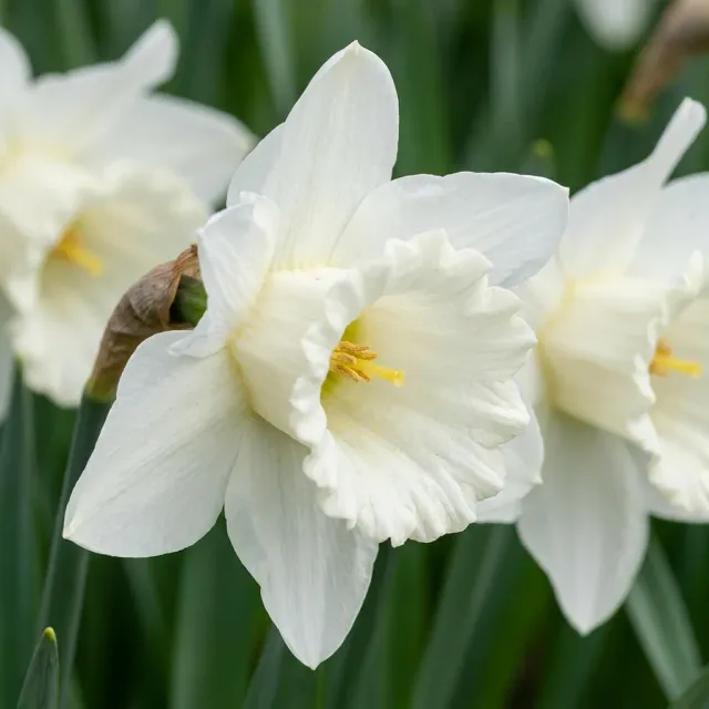 PLANT AND STORIES Narcisse Mount Hood bulbes 30 bulbes blanc