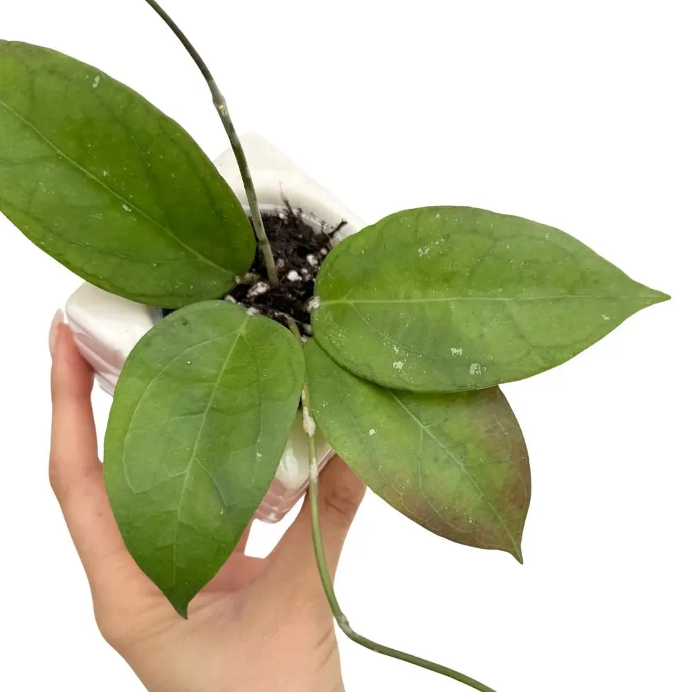 Plant and Stories Tequila Sunrise hoya plante d'intérieur pot 6 cm