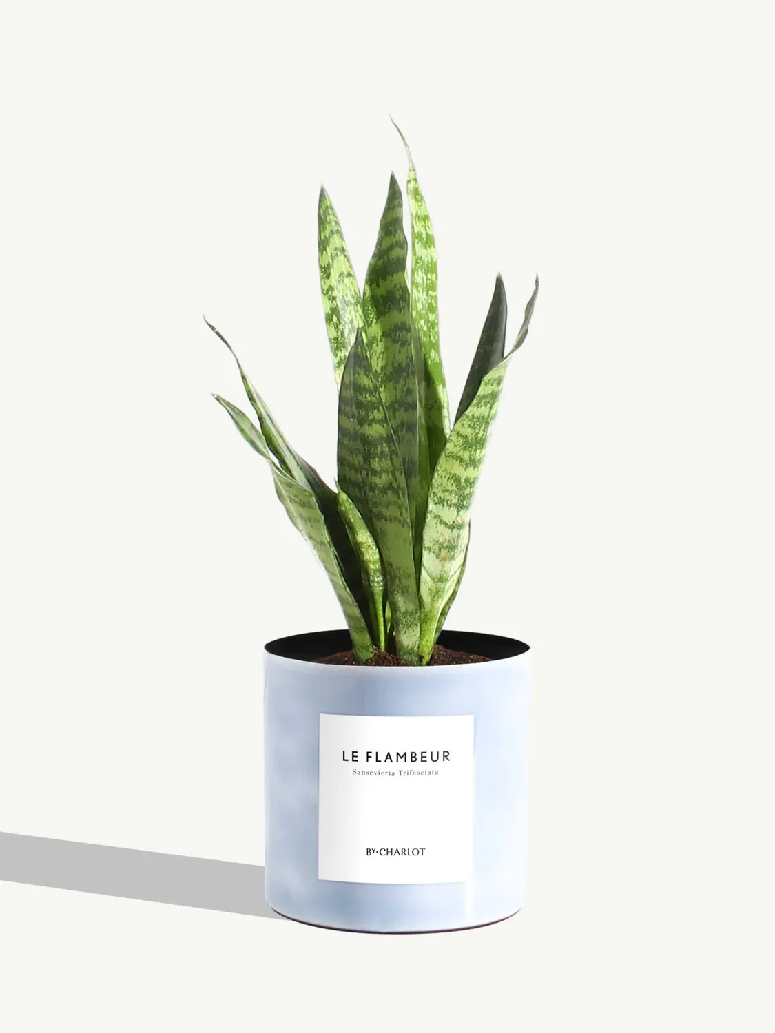 By Charlot Le Flambeur sansevieria plante pot 10 cm