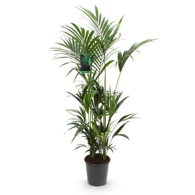 Plant and Stories Howea Kentia palmier pot 27cm 160-170cm ombre