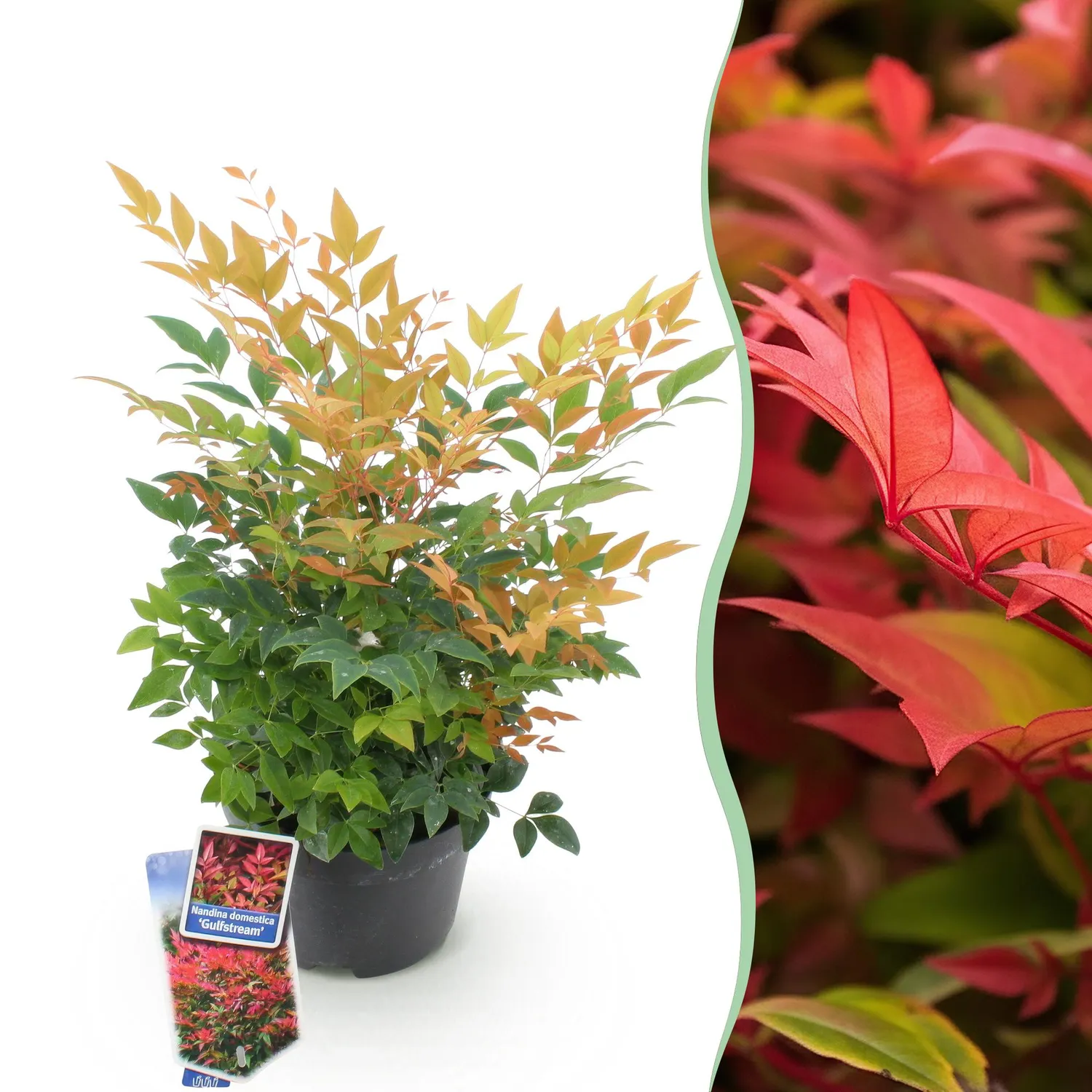 Plant and Stories Gulf Stream bambou sacré arbuste pot 17 cm