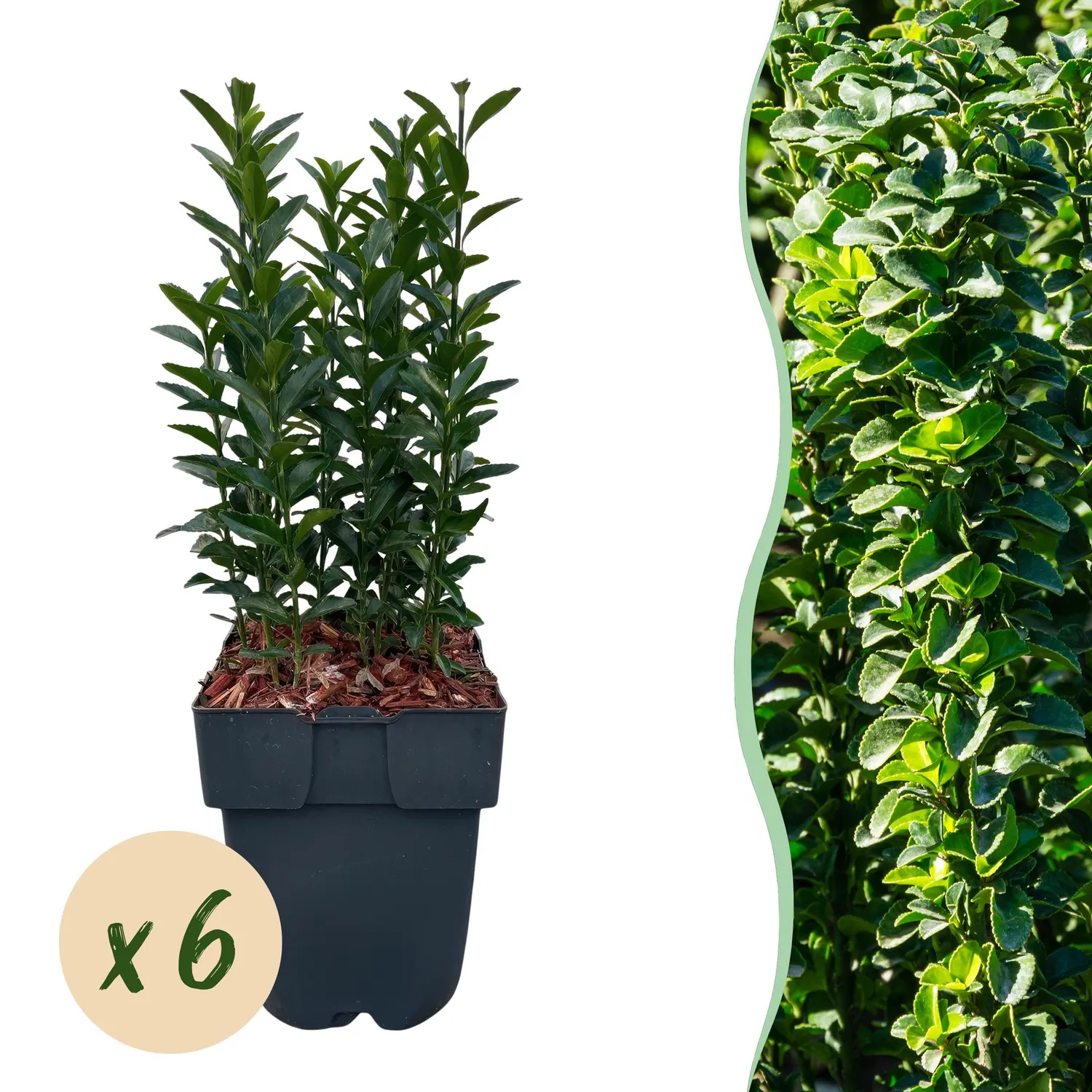 Plant and Stories Fusain Green Spire haie pot 17 cm compacte