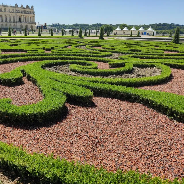 Plant and Stories Buis BetterBuxus arbuste haie pot 26cm résistant