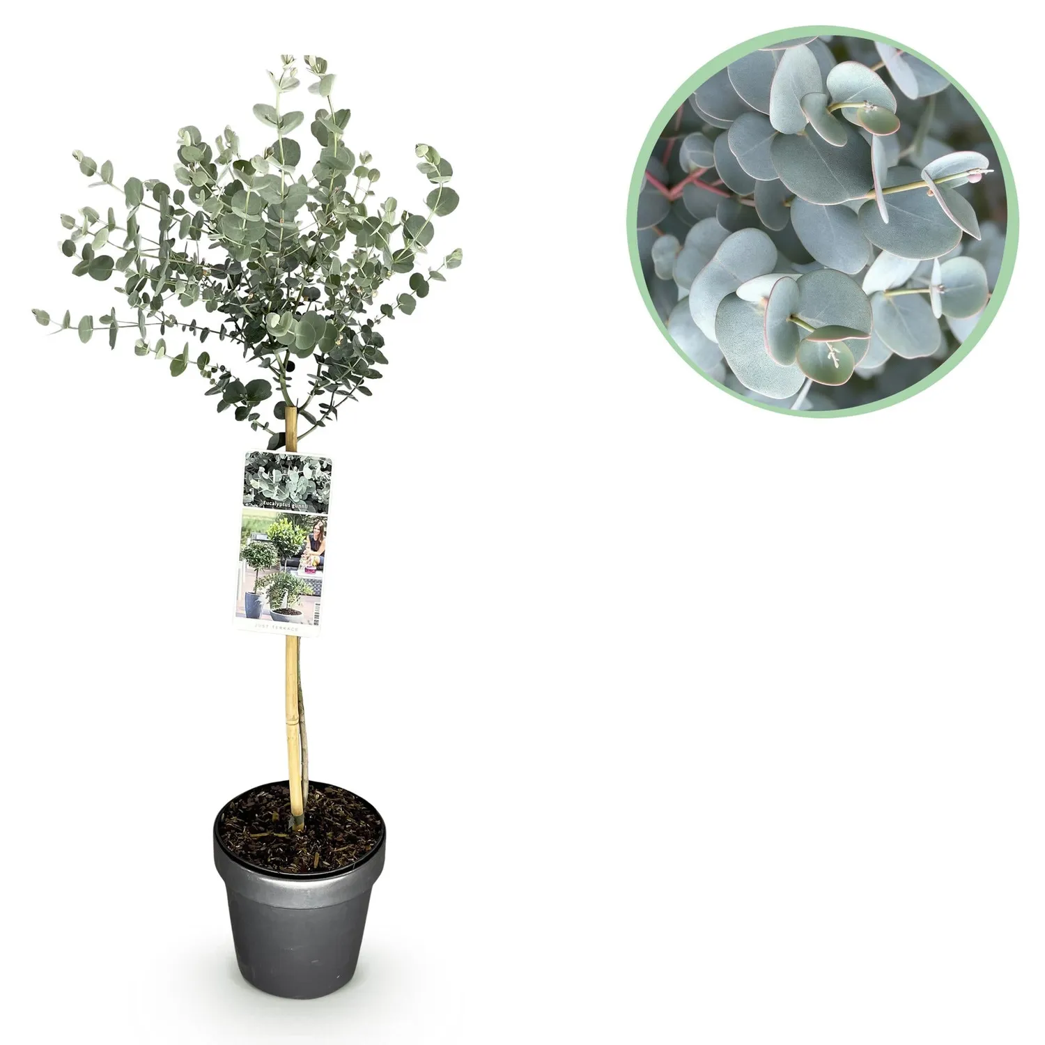 PLANT AND STORIES Eucalyptus Azure gunnii arbuste pot 19 cm 70-90 cm