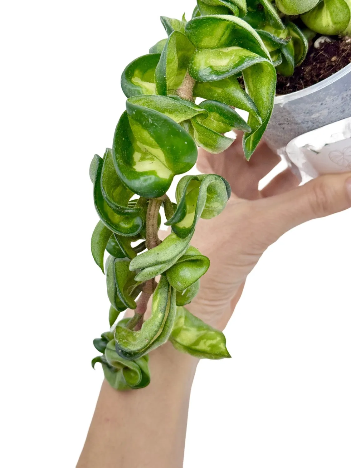 Plant and Stories Hoya Compacta Mauna Loa plante pot 6cm