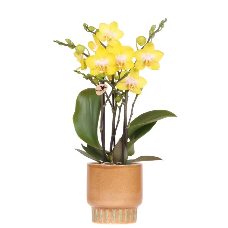 Plant and Stories Albenga orchidée jaune pot 9 cm sans cache-pot