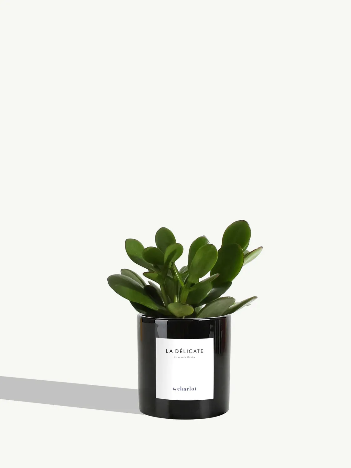 By Charlot La Délicate petite plante pot XS entretien facile
