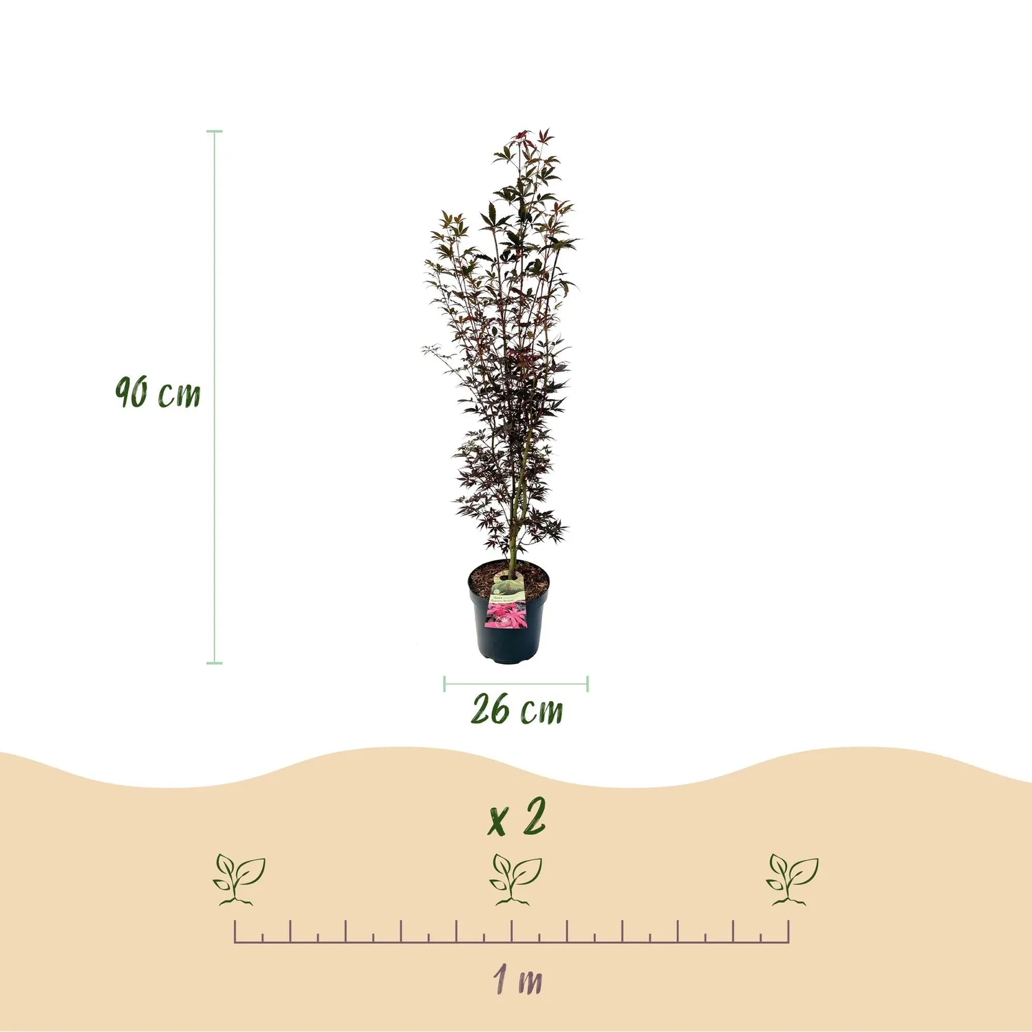 Plant and Stories Acer Skeeter's Broom érable du Japon pot 26 cm