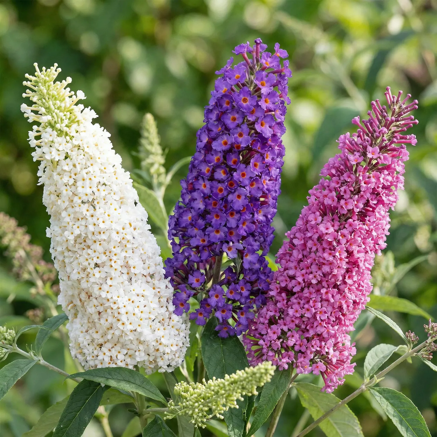 Plant and Stories Tricolour arbre aux papillons 1 plant 30 cm