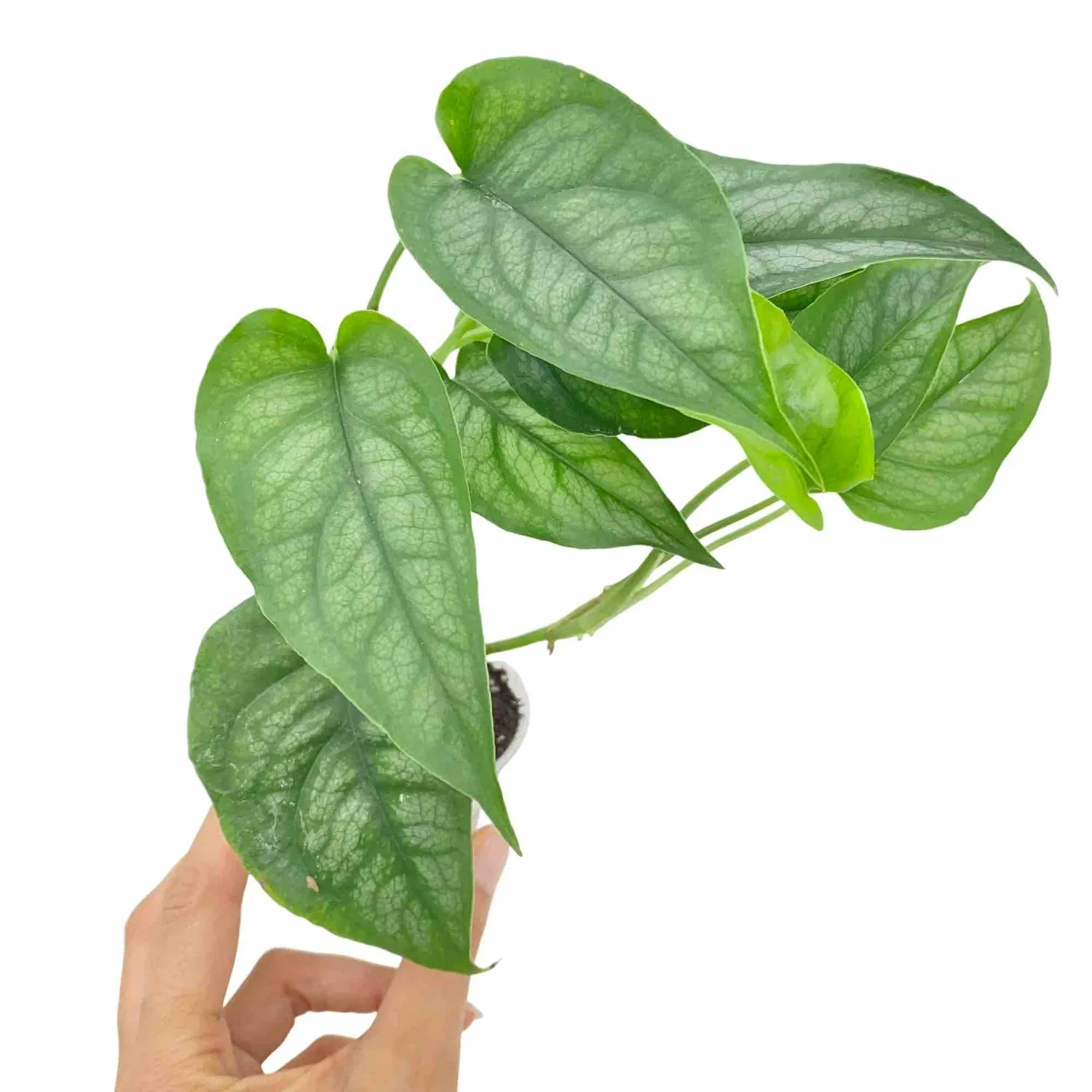Plant and Stories Monstera Siltepecana plante intérieur pot 6 cm