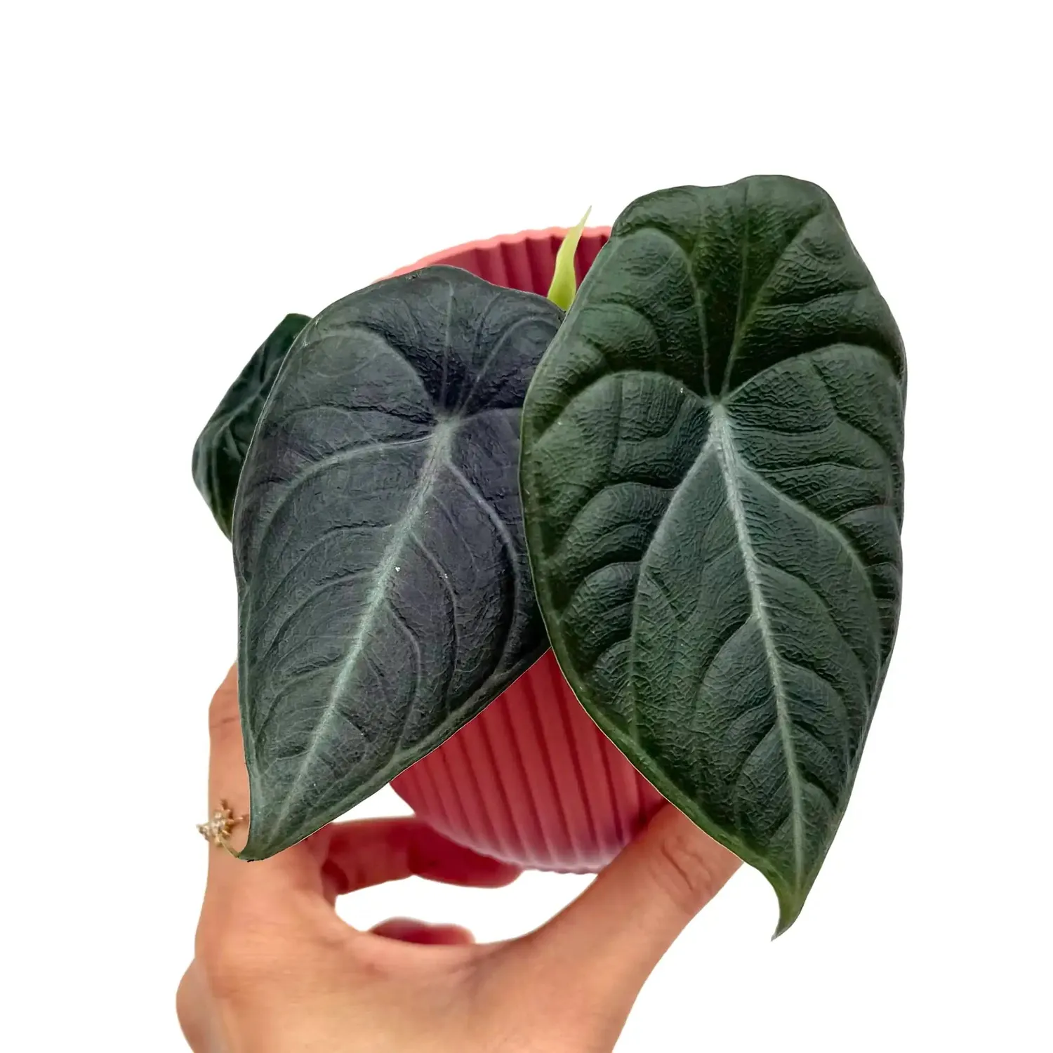 PLANT AND STORIES Alocasia Maharani plante pot 6 cm