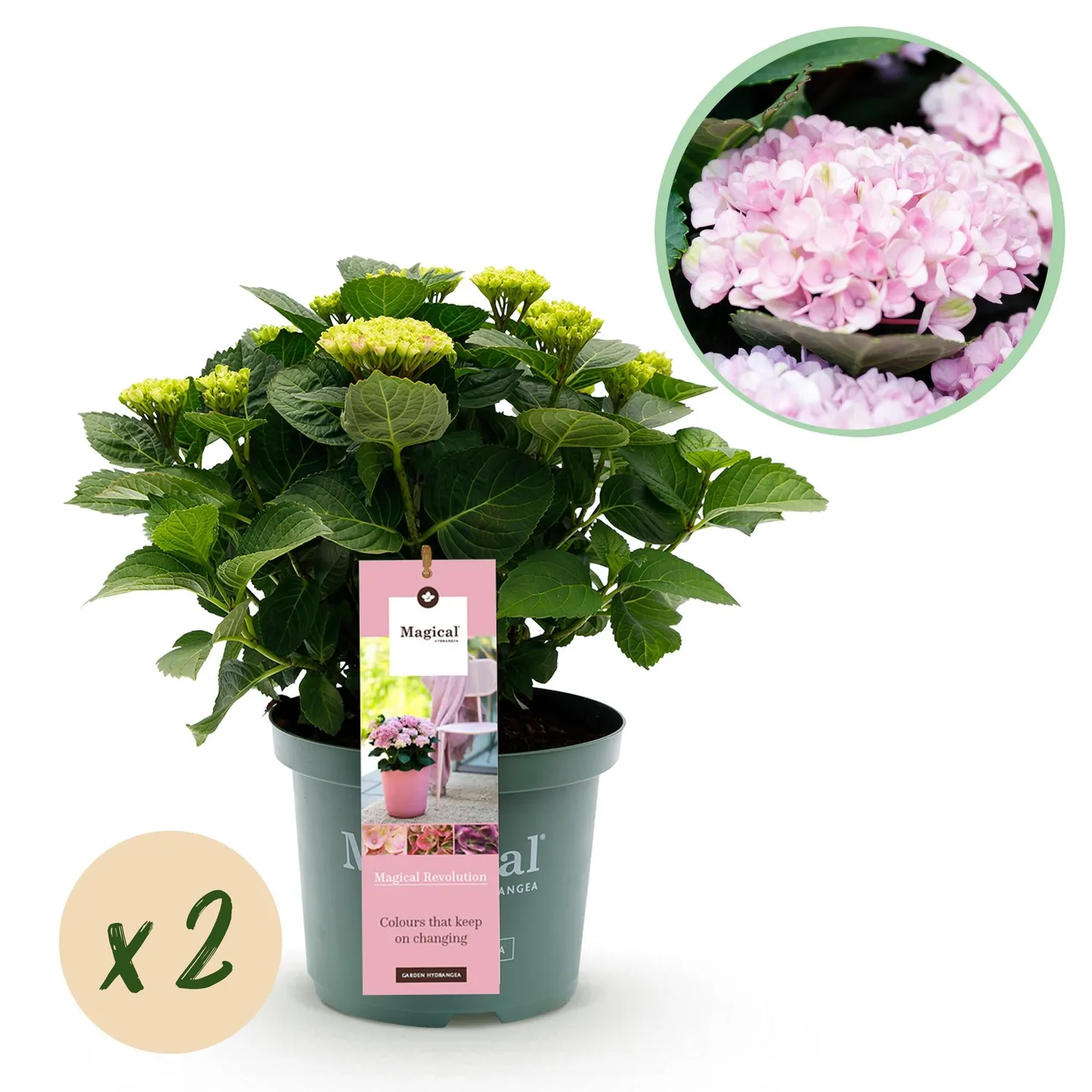 Plant and Stories Hortensia Magical Revolution arbuste pot 23 cm bleu