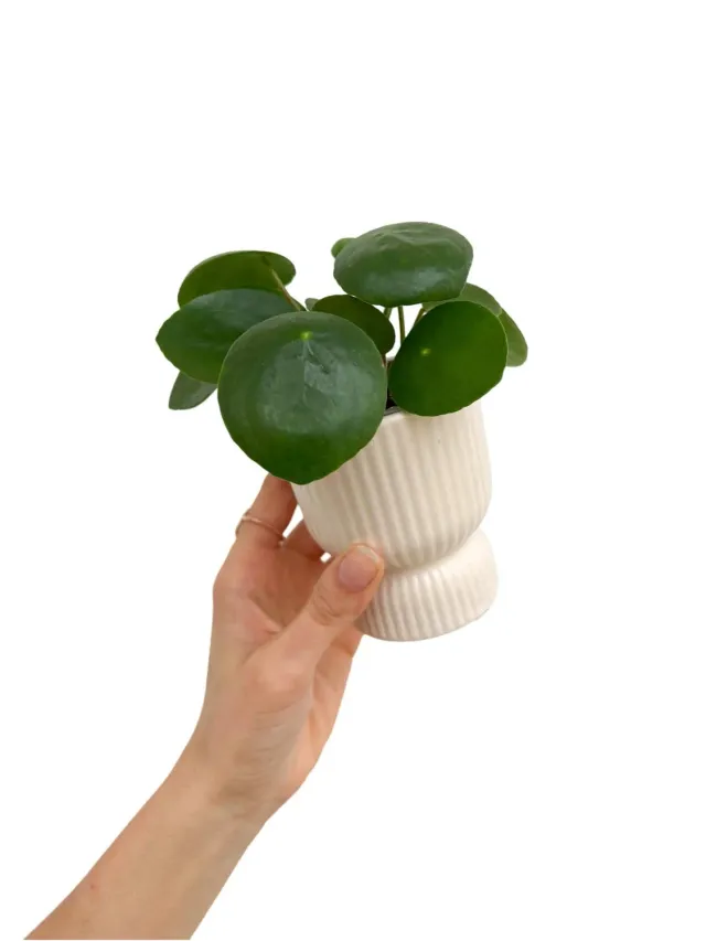Plant and Stories Cache-pot coupe céramique mini Taupe succulentes