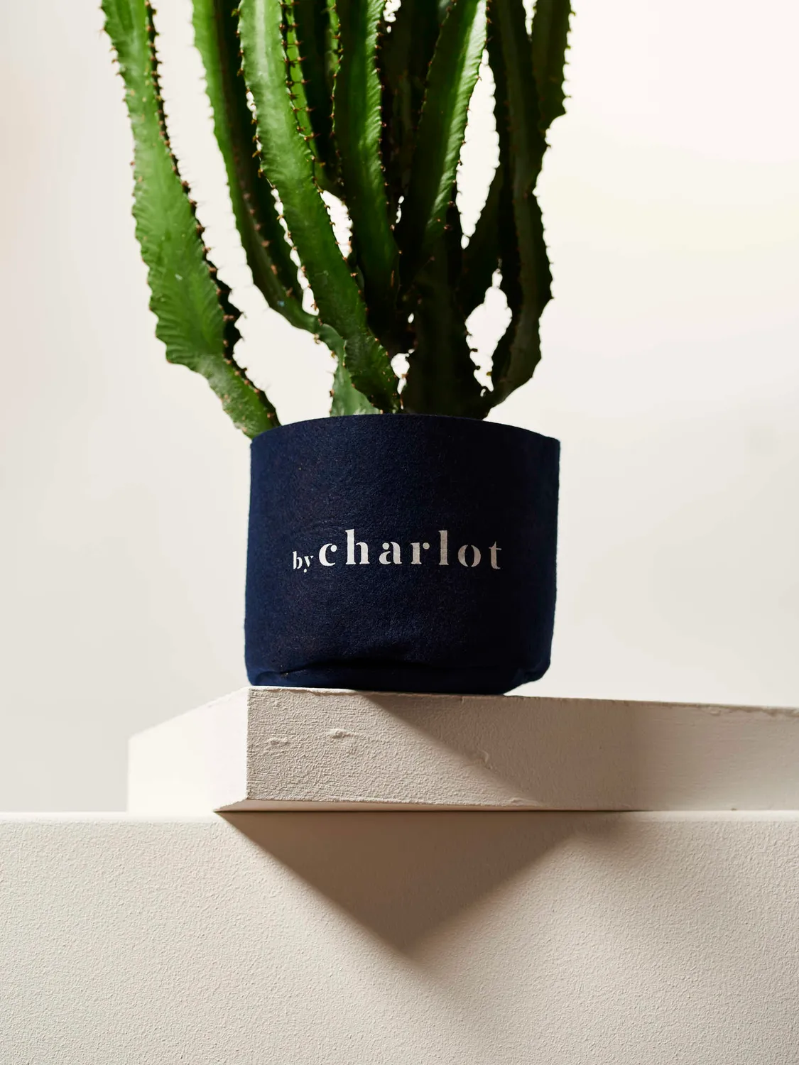 By Charlot Le Splendide plante euphorbe 28-32 cm