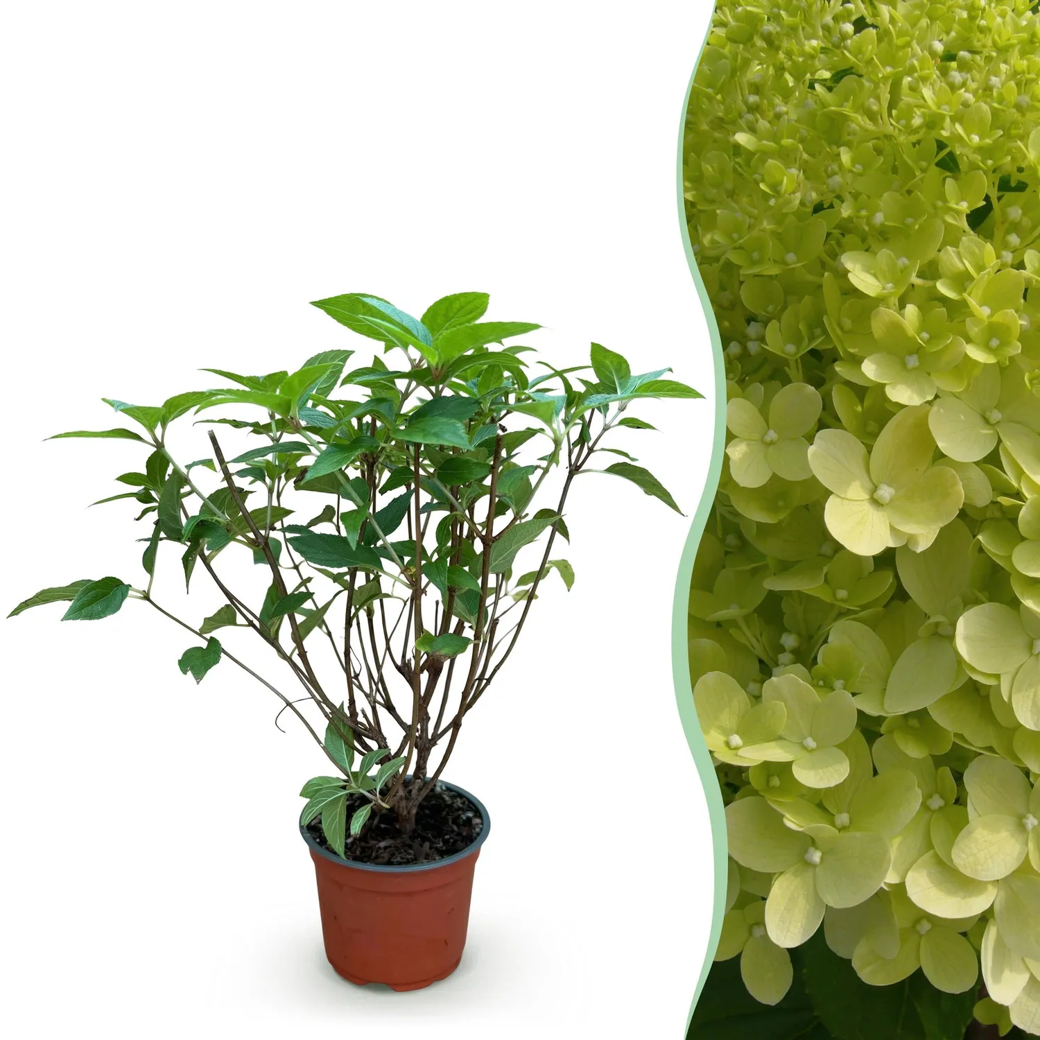 Plant and Stories hortensia paniculé Limelight pot 12 cm floraison verte