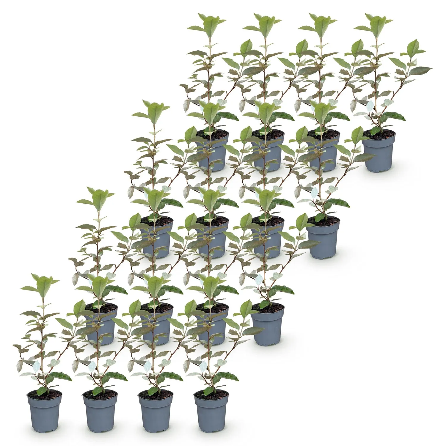 Plant and Stories Chalef Compacta Eleagnus haie persistante pot 9cm