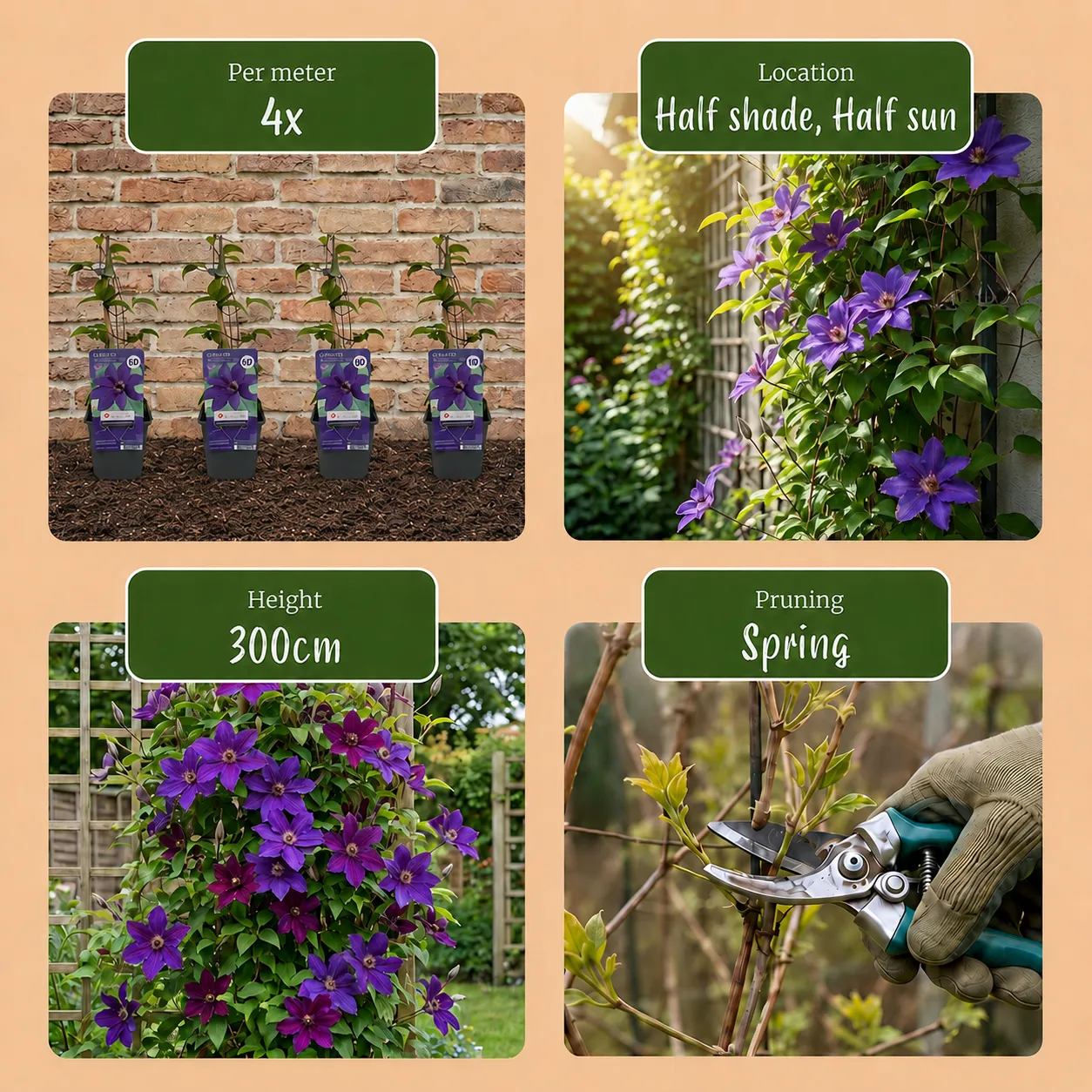 Plant and Stories Clematite The President grimpante lot 4 plants fleurs bleu