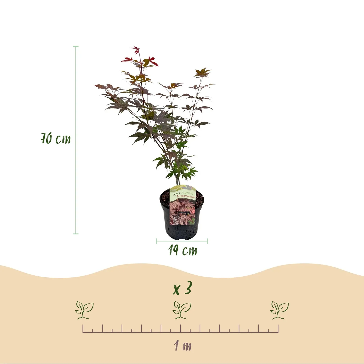 Plant and Stories Érable Japon Atropurpureum arbuste pot 19 cm pourpre
